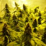 Mohan Ram feminised Ganja Seeds купить