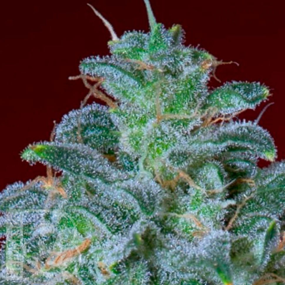 Семена марихуаны Mohan Ram feminised Ganja Seeds