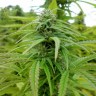 Brazil Sativa feminised Ganja Seeds