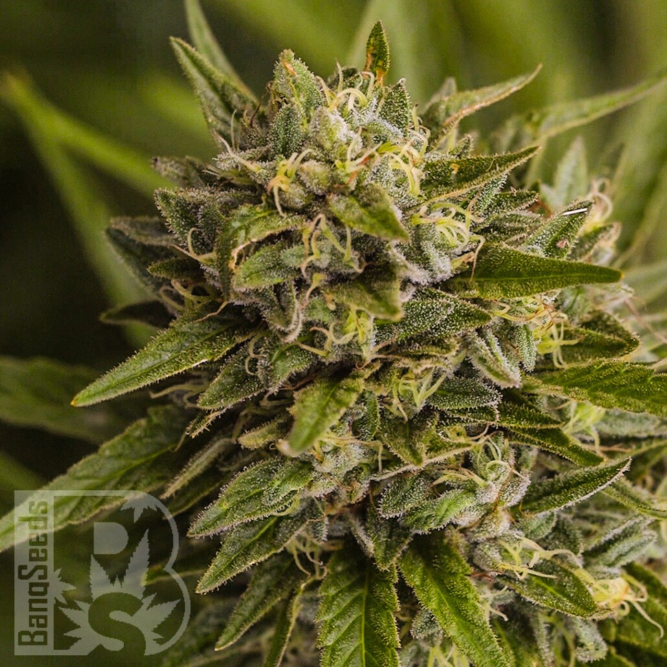 Brazil Sativa feminised Ganja Seeds