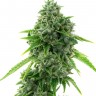 Семена ганжа  Super Critical feminised Ganja Seeds
