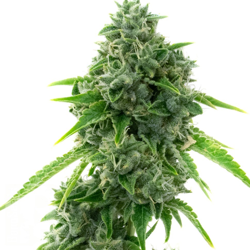 Семена ганжа  Super Critical feminised Ganja Seeds