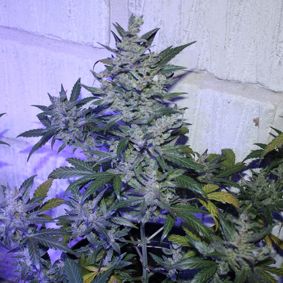 купить семена конопли недорого Auto AK 47 regular
