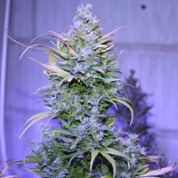 Auto AK 47 regular Ganja Seeds