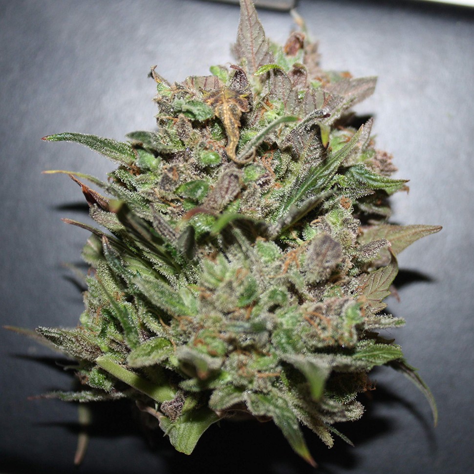 купить семена конопли интернет магазин Auto AK 47 regular