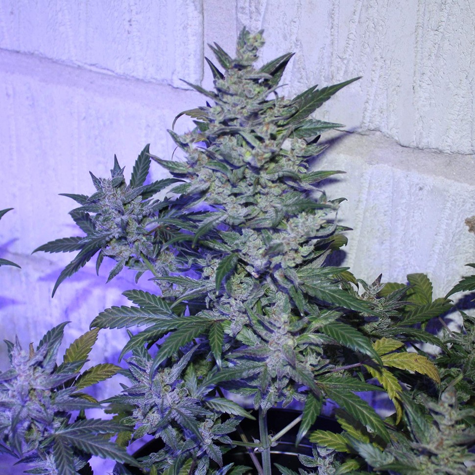 заказать семена конопли Auto AK 47 regular