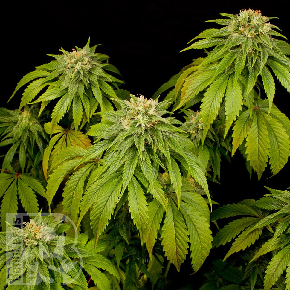 California Hash Plant feminised Ganja Seeds заказать
