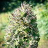 Семена каннабиса  Super Silver feminised Ganja Seeds