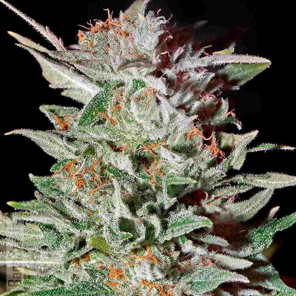 Семена каннабиса  Super Silver feminised Ganja Seeds