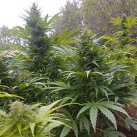 Original Afghani regular Ganja Seeds