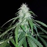 заказать семена конопли Alter Ego feminised заказать семена конопли Alter Ego feminised