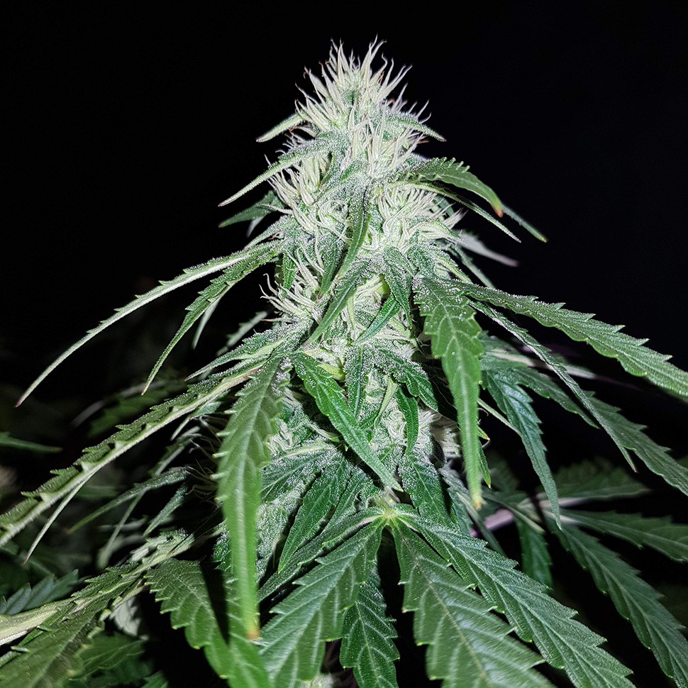 заказать семена конопли Alter Ego feminised заказать семена конопли Alter Ego feminised