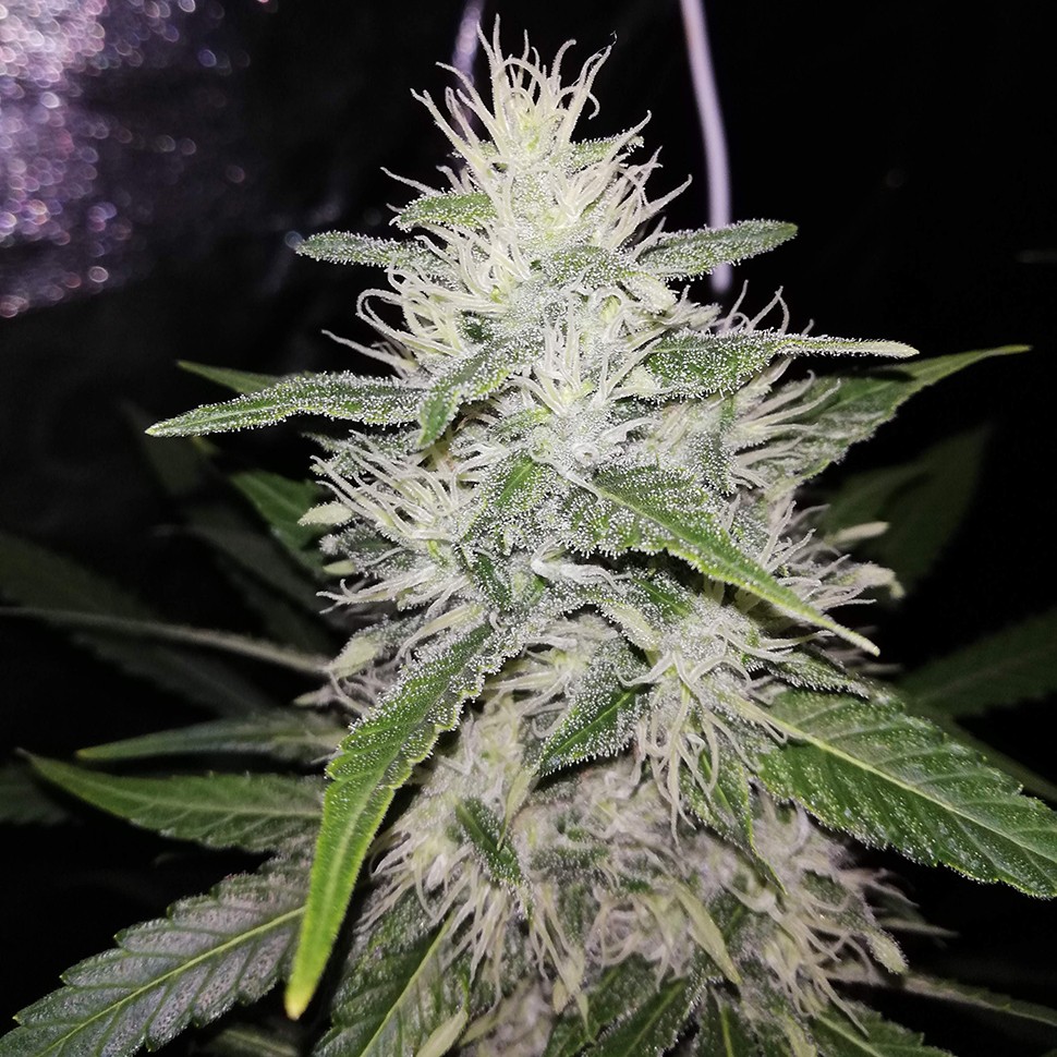 Семена ганжа Alter Ego feminised Neuro Seeds