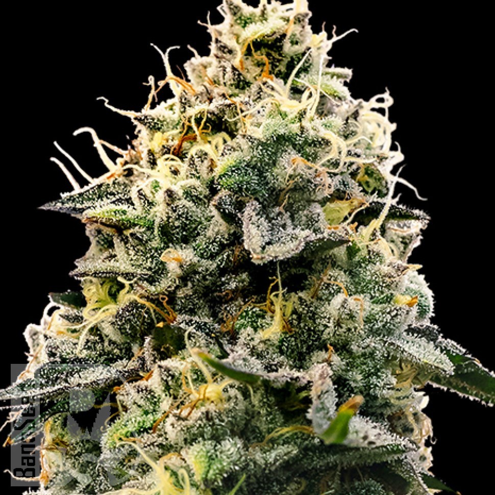 Семена конопли  Auto Think Big feminised Ganja Seeds