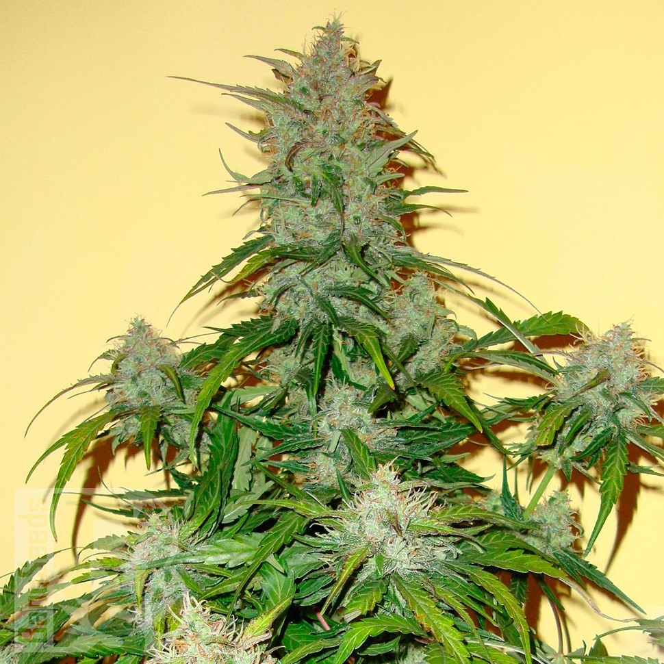 Семена конопли  Auto Think Big feminised Ganja Seeds