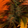 Bubble Gum feminised Ganja Seeds