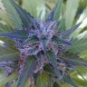 Bubble Gum feminised Ganja Seeds