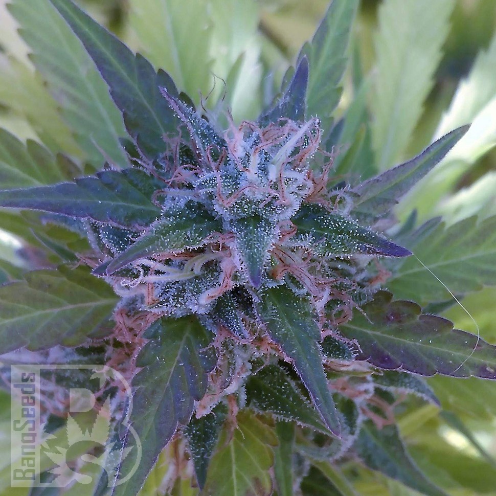 Bubble Gum feminised Ganja Seeds