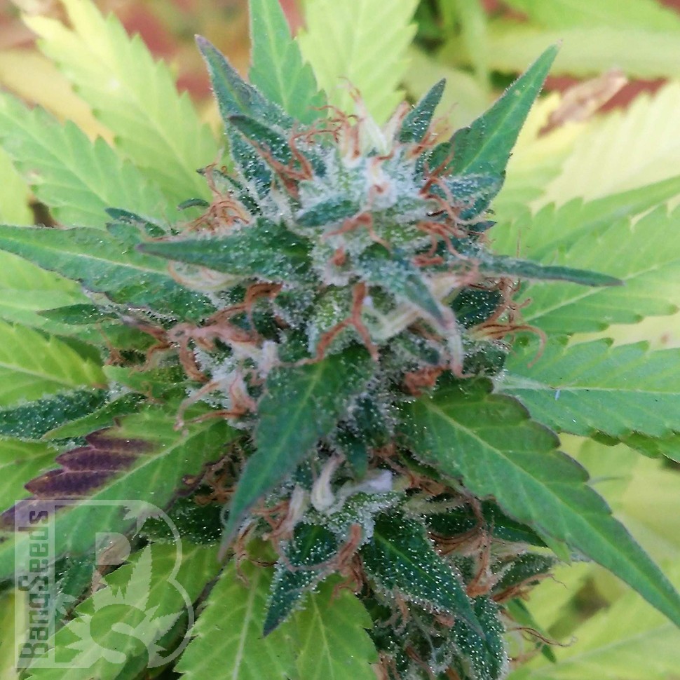 Bubble Gum feminised Ganja Seeds