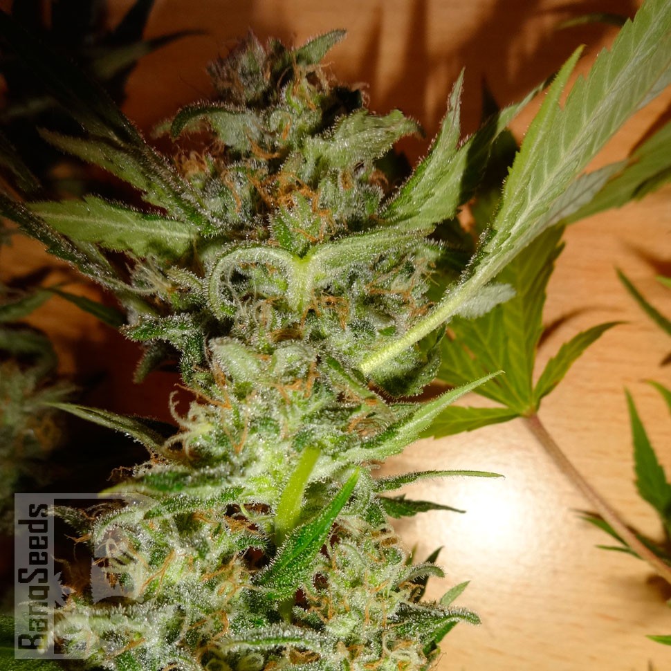 Bubble Gum feminised Ganja Seeds
