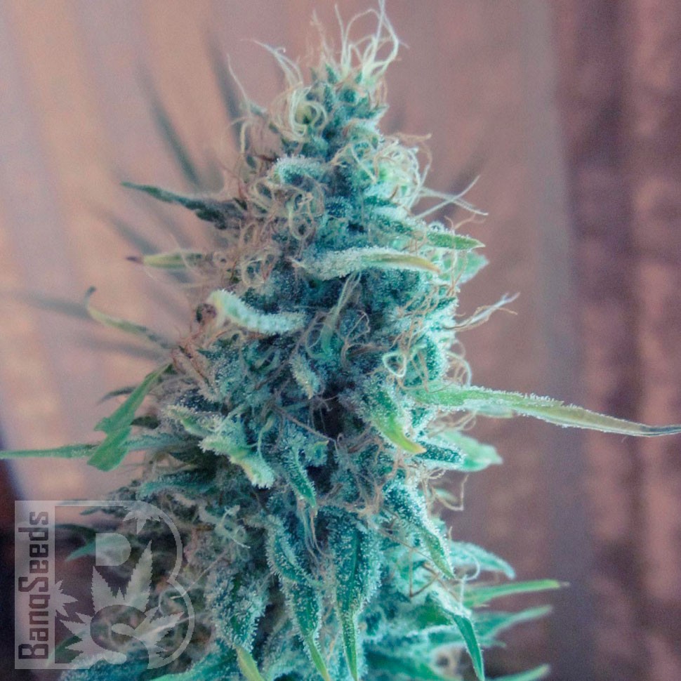 Bubble Gum feminised Ganja Seeds
